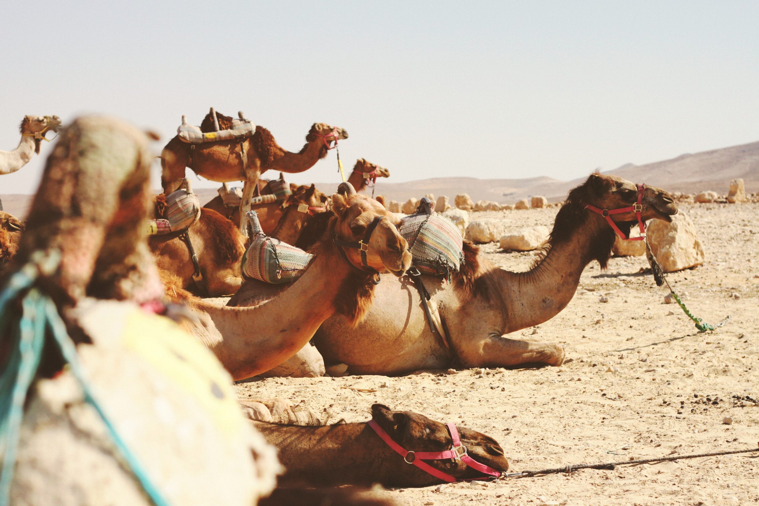 viajes al sahara desde fez